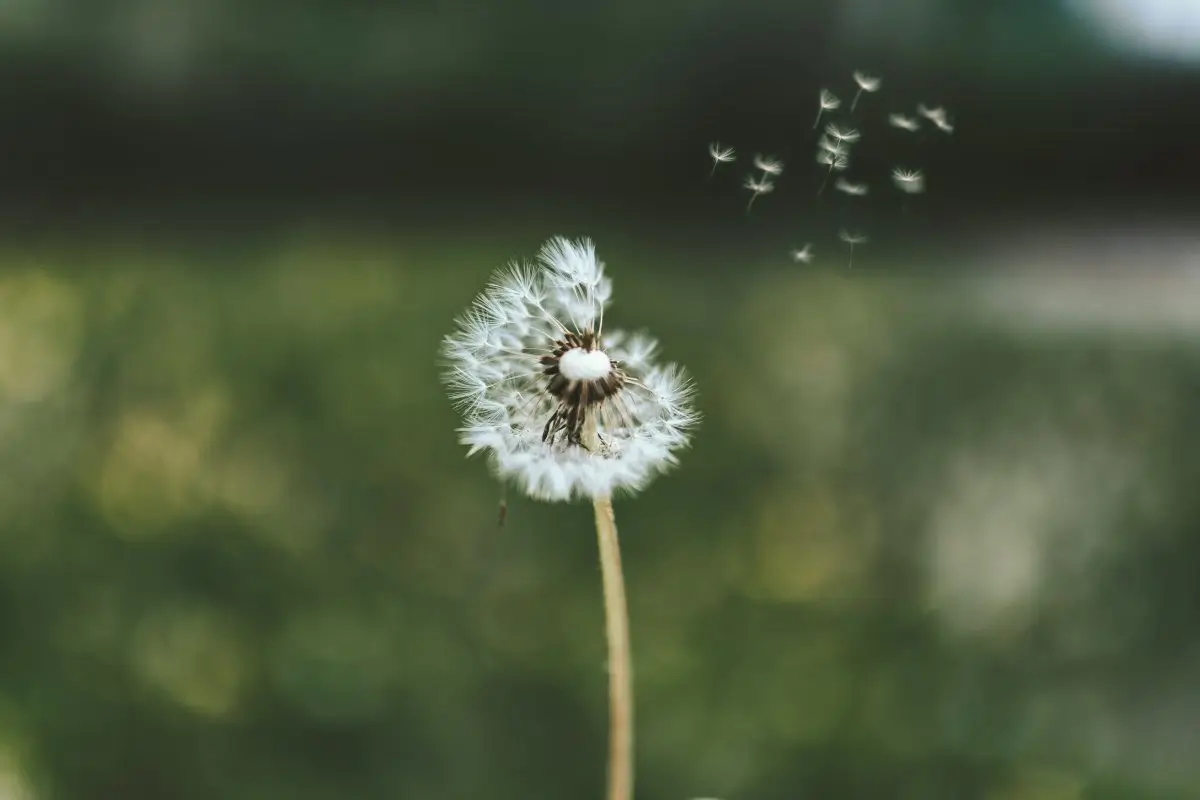 counseling-individuale-disagio-emotivo. webp Fiore di dente di leone nel vento, simbolo di desideri, cambiamento e possibilità interiori. il Tempo dell'Ascolto-Lugano